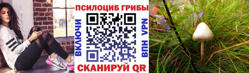продажа наркотиков Каргат hydra как войти Псилоцибиновые грибы Psilocybe
